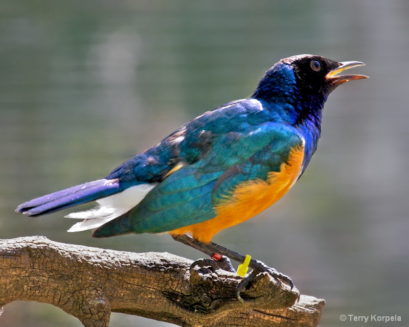 Superb Starling