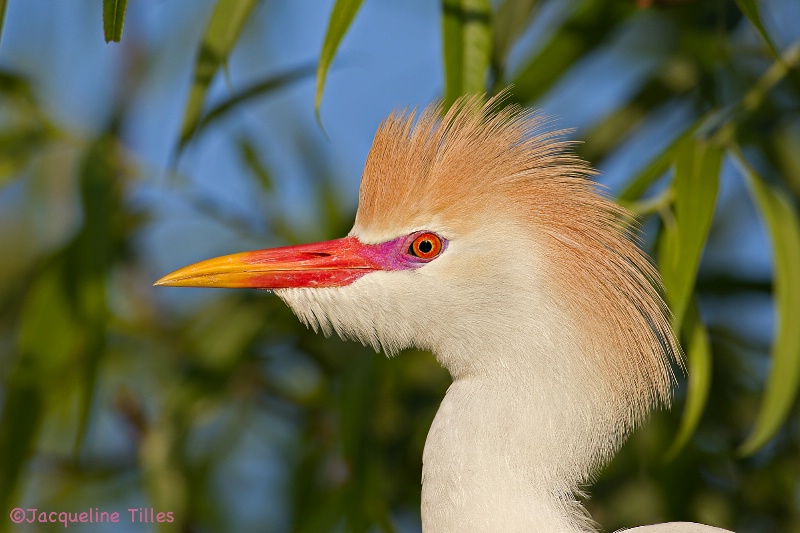 Cattle Egret in Breeding Plumage