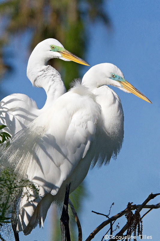 Great Egrets in Breeding Color