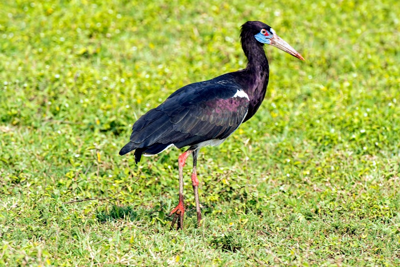 Abdim's Stork