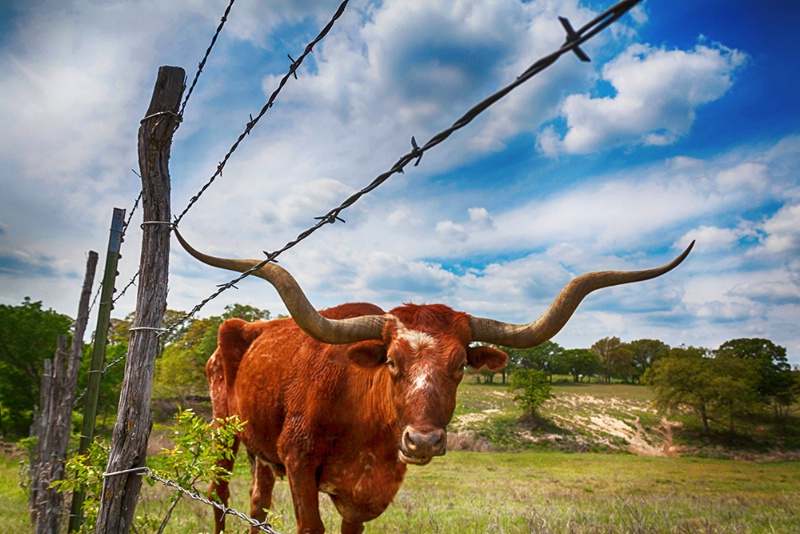 Hook 'em