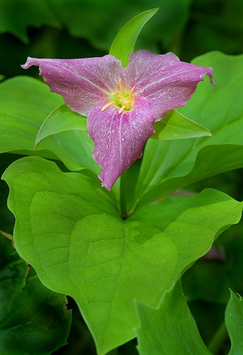 Trillium, Pink 2, Smoky Mountains NP