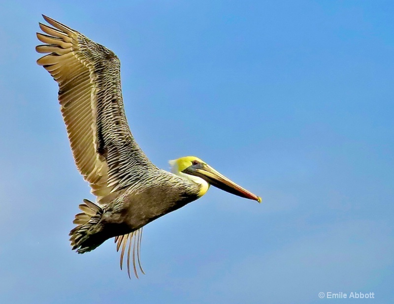 I am out of here.  Brown Pelican