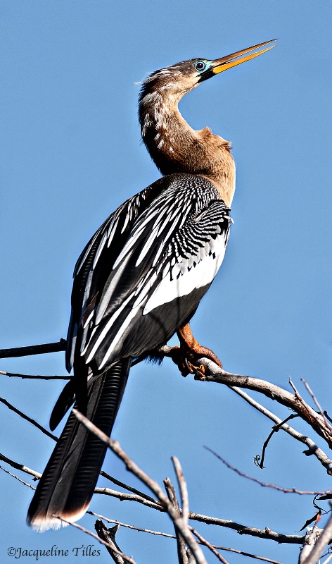 Female Anhinga