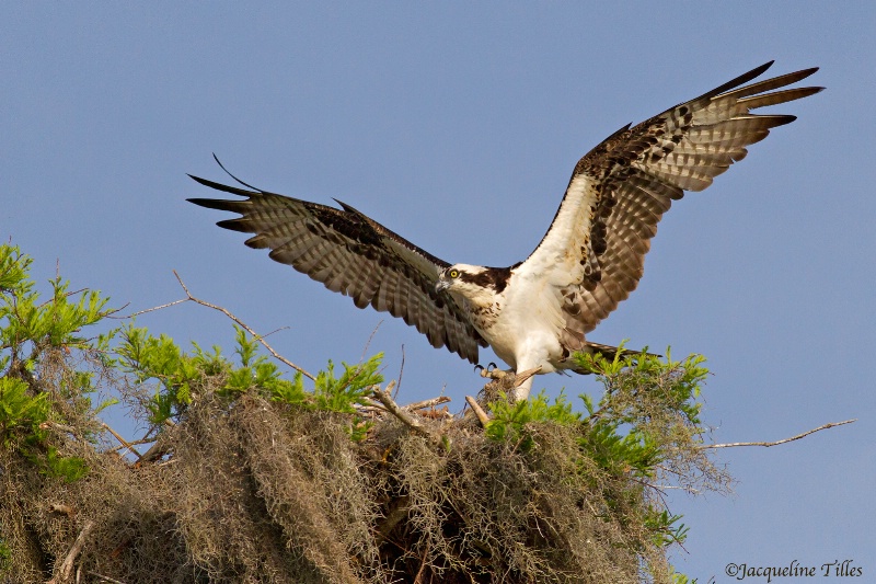 Osprey Returning to Her Nest