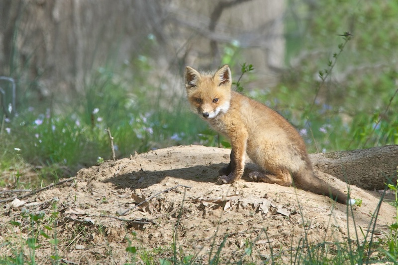 Fox Kit in Profile