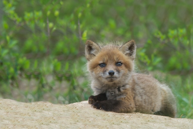 Little Curious Fox