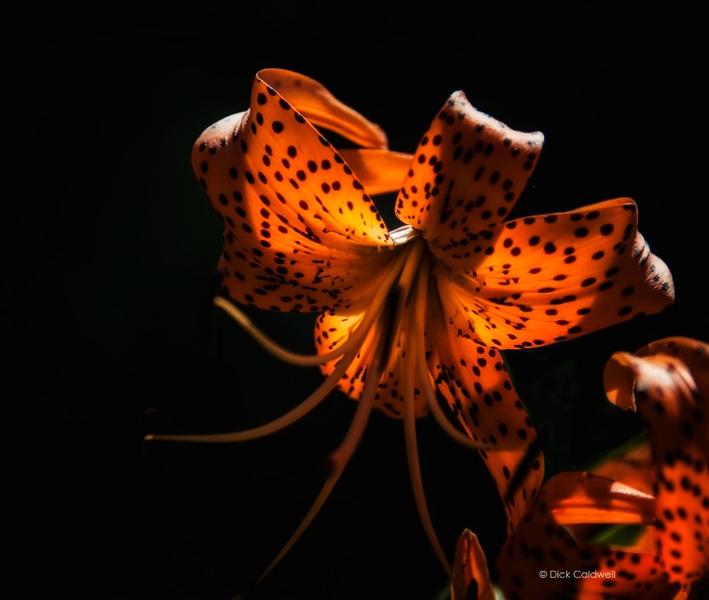 Tiger lily in the light