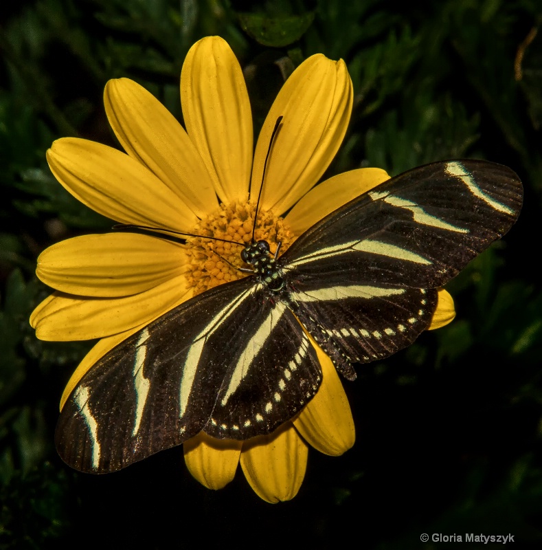 Yellow and Black - butterfly on a yellow daisy; AZ