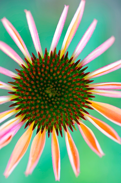 Coneflower