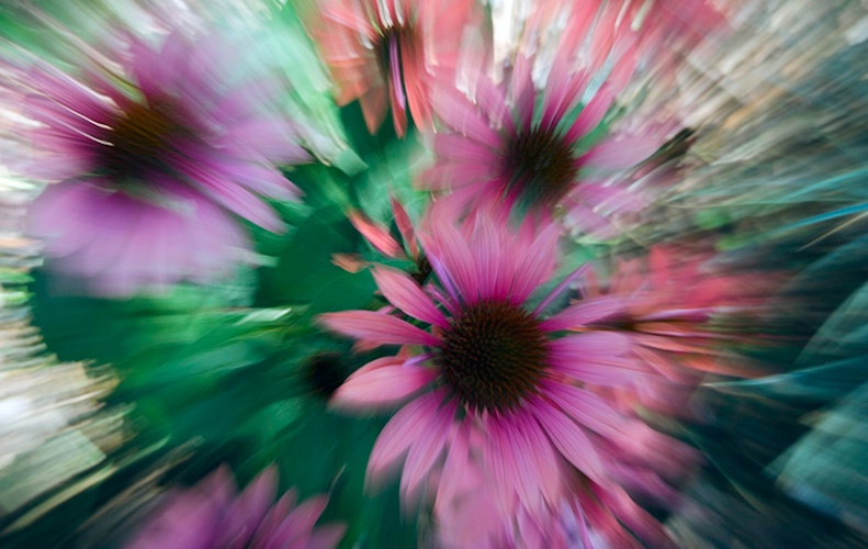 Exploding coneflowers