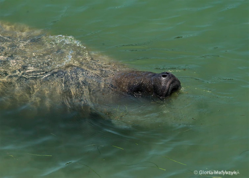 Florida Manatee - a large marine mammal