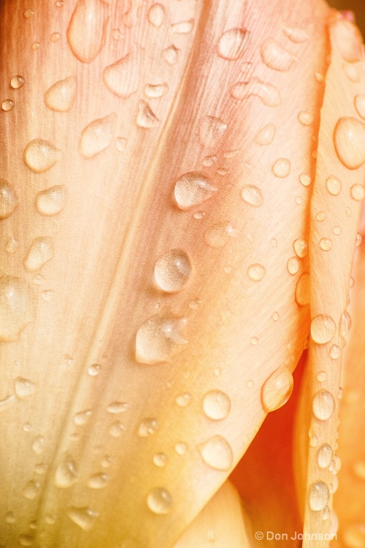 Tulip Dew