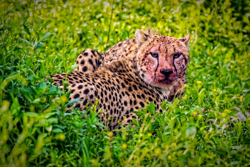 Africa...