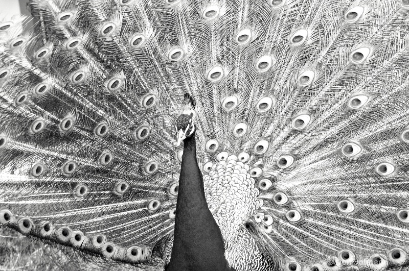 B&W Displaying Peacock