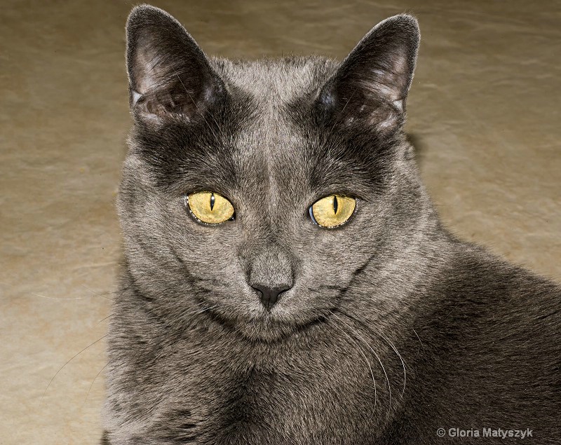 Lulu,our Russian Blue. Yes her eyes are that color