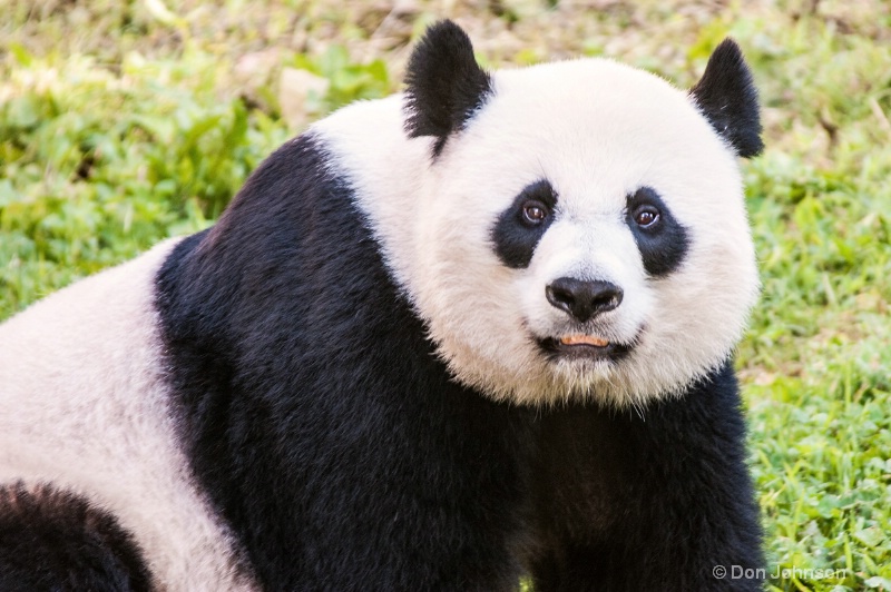 Momma Panda