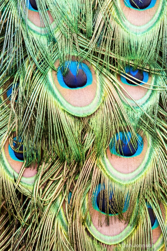 NJ Peacock Feathers