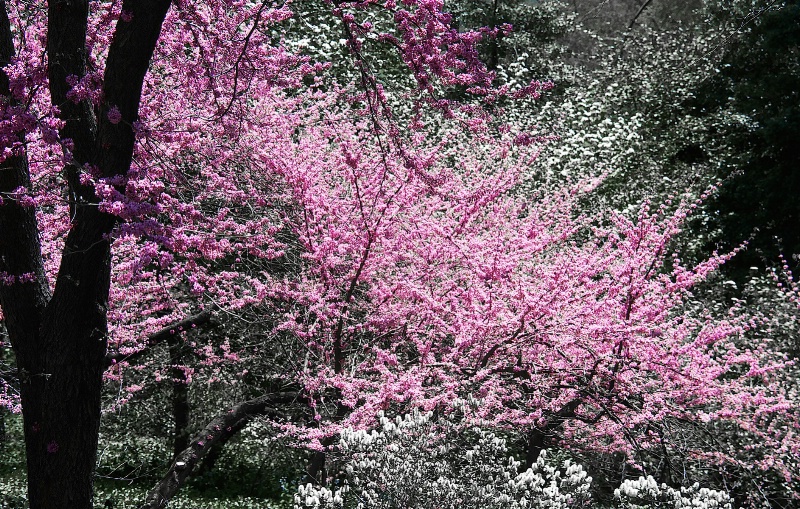 Cherry Blossom in Manhattan
