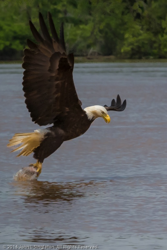 The Catch - Bald Eagle