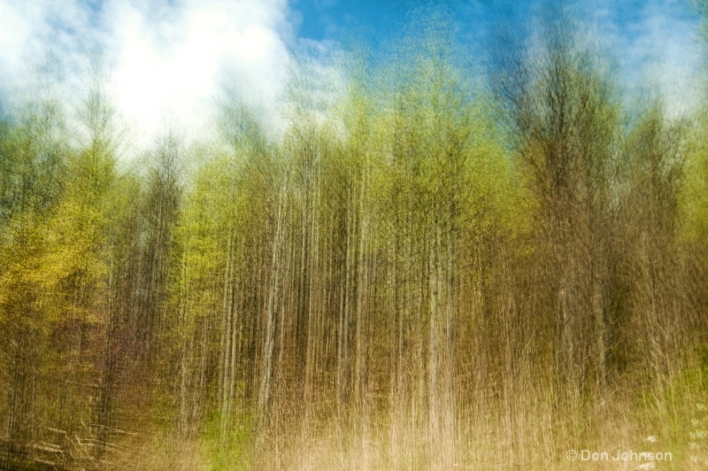 Spring Trees