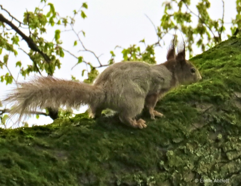 Eurasian Red Squirrel