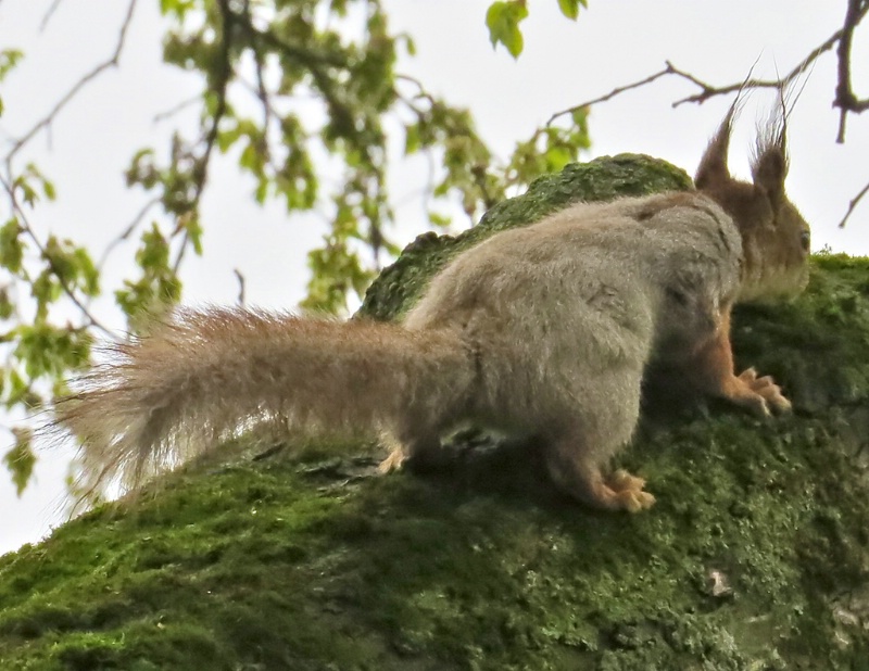 Another capture of Eurasian Red Squirrel