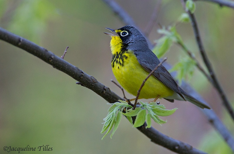 Canada Warbler