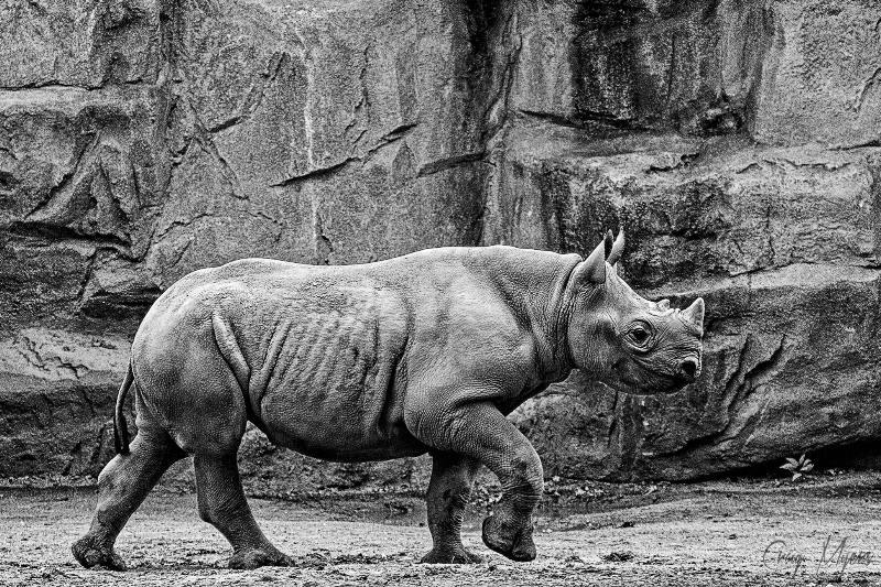 Rhino 2