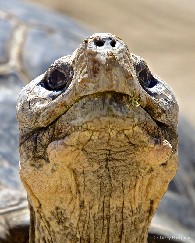 Portrait of a 150 year old Tortoise  