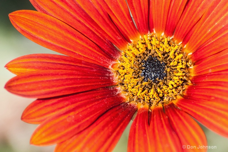 LA Red-Orange-Yellow Flower