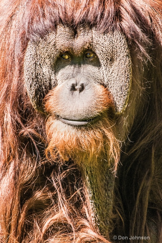 Orangutan Portrait