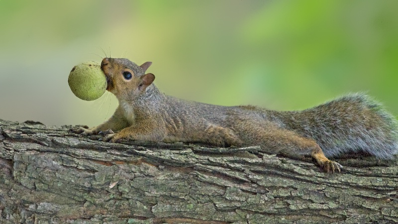 Squirrel and Nut