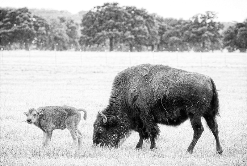 Home on The Range