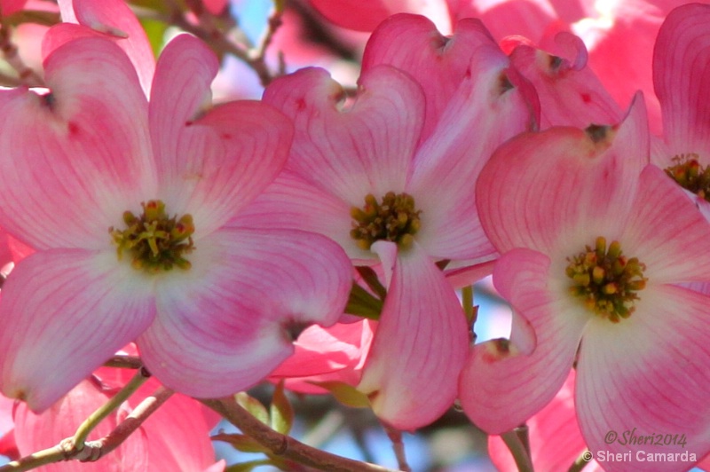 Three In Pink