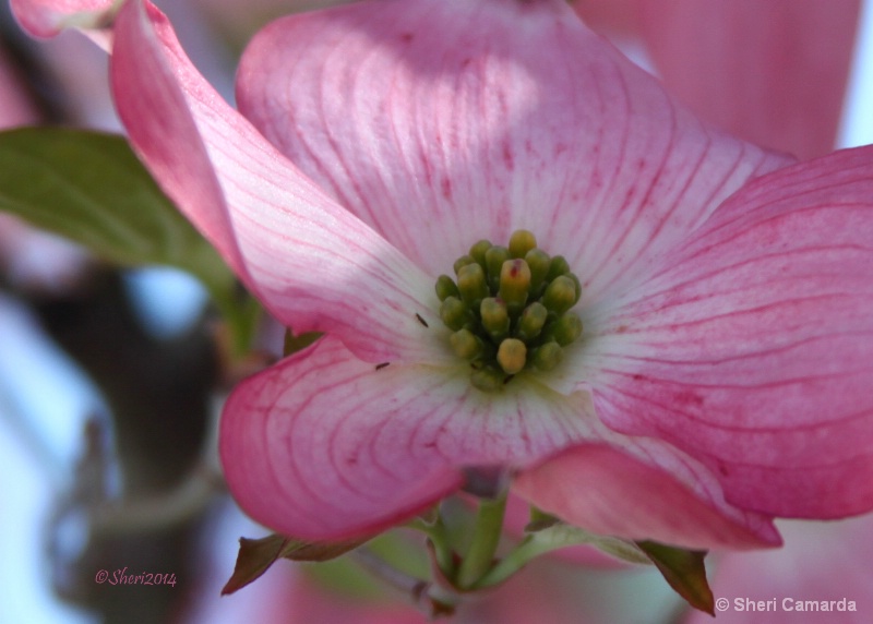 Pretty In Pink