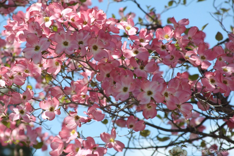 Dogwood In Full Bloom