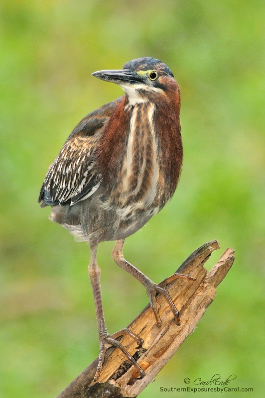 Young Green Heron