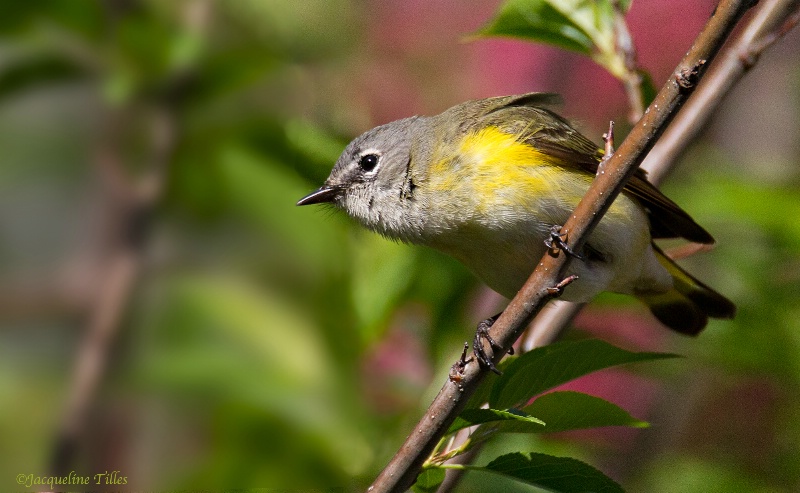 Female American Redstart