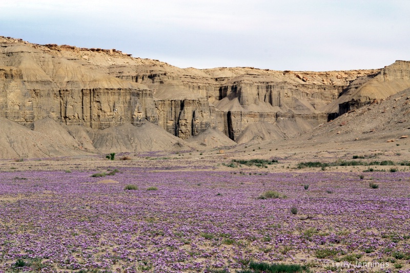 Flowers in the Badlands