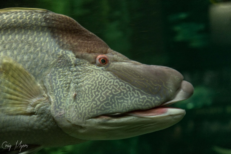 Aquarium Mug Shot