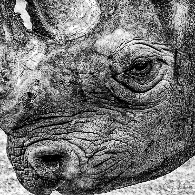 Rhino Profile-B&W