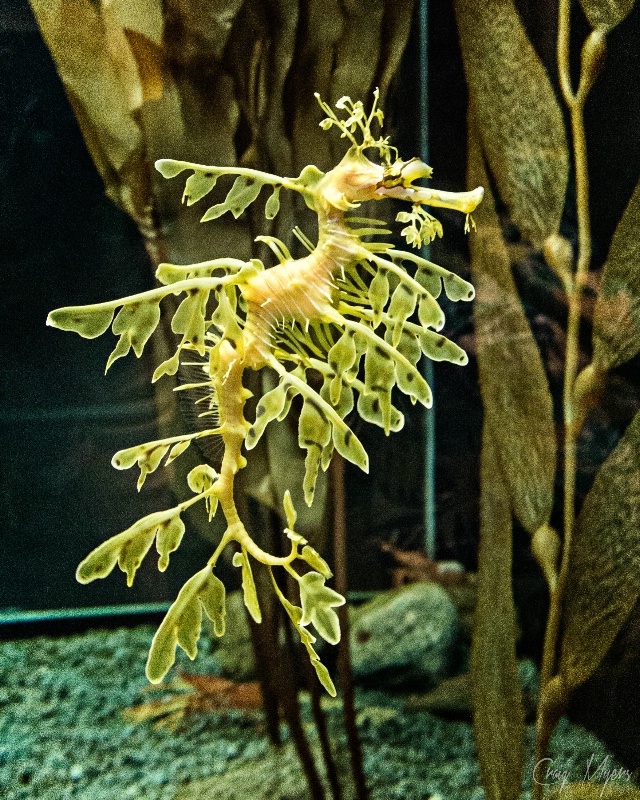 Weedy Sea Dragon
