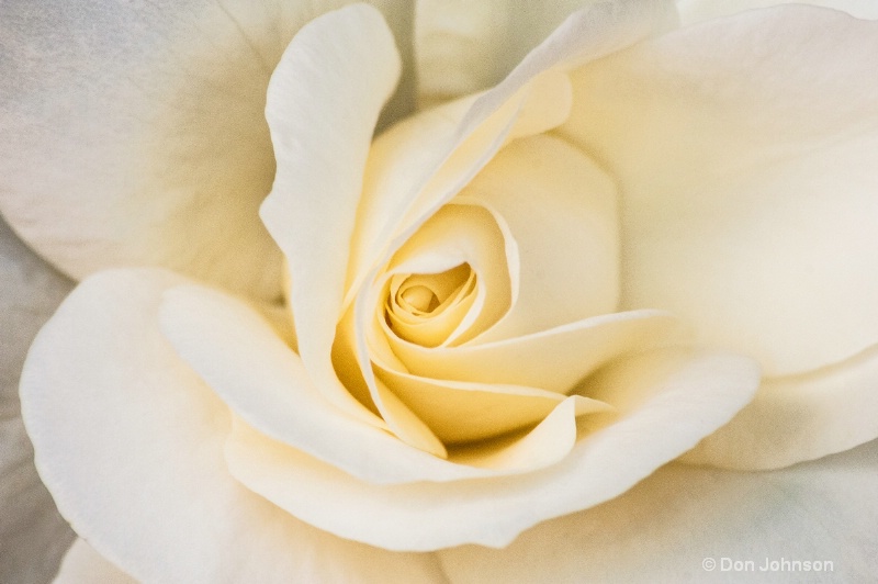 NYC White Rose
