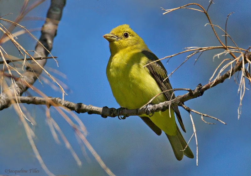 Female Scarlet Tanager