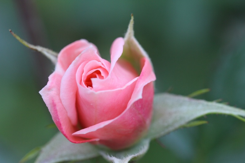A Rose is a Rose Original