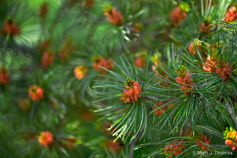 Pine Tree in the Spring !