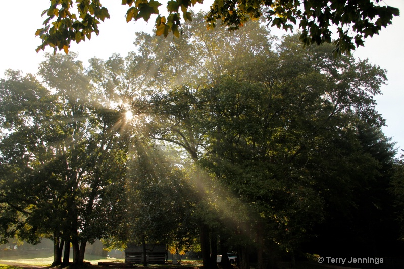 Morning Sun Through the Trees