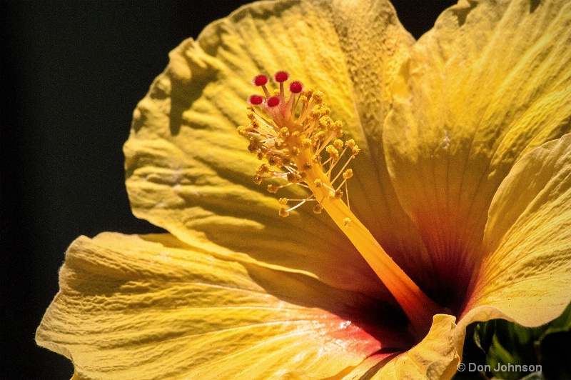 Central Park Yellow Hibiscus