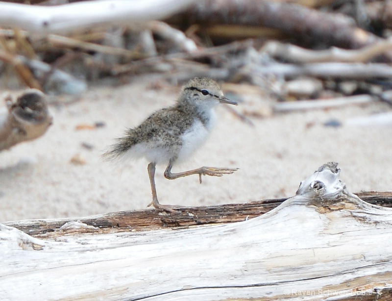 Baby Spotted Sandpiper